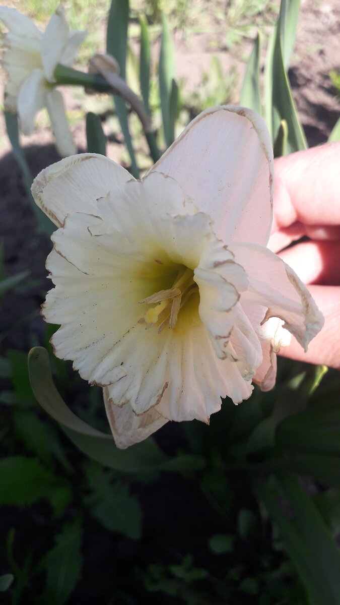 Успела сделать фото...почти отцвел. Просто для настроения.