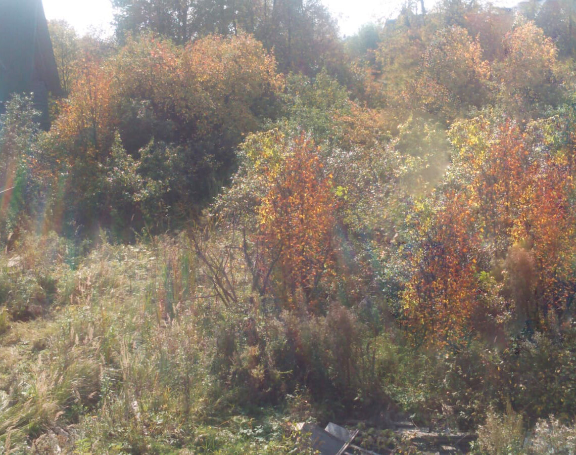 Так выглядел участок на момент покупки. На фото попала только его левая часть. Фото правой части не сохранилось, Но она была в таком же плачевном состоянии.