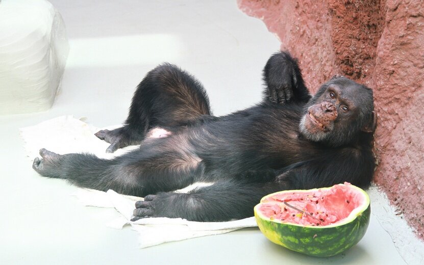  Фото: пресс-служба Государственного зоопарка Удмуртии