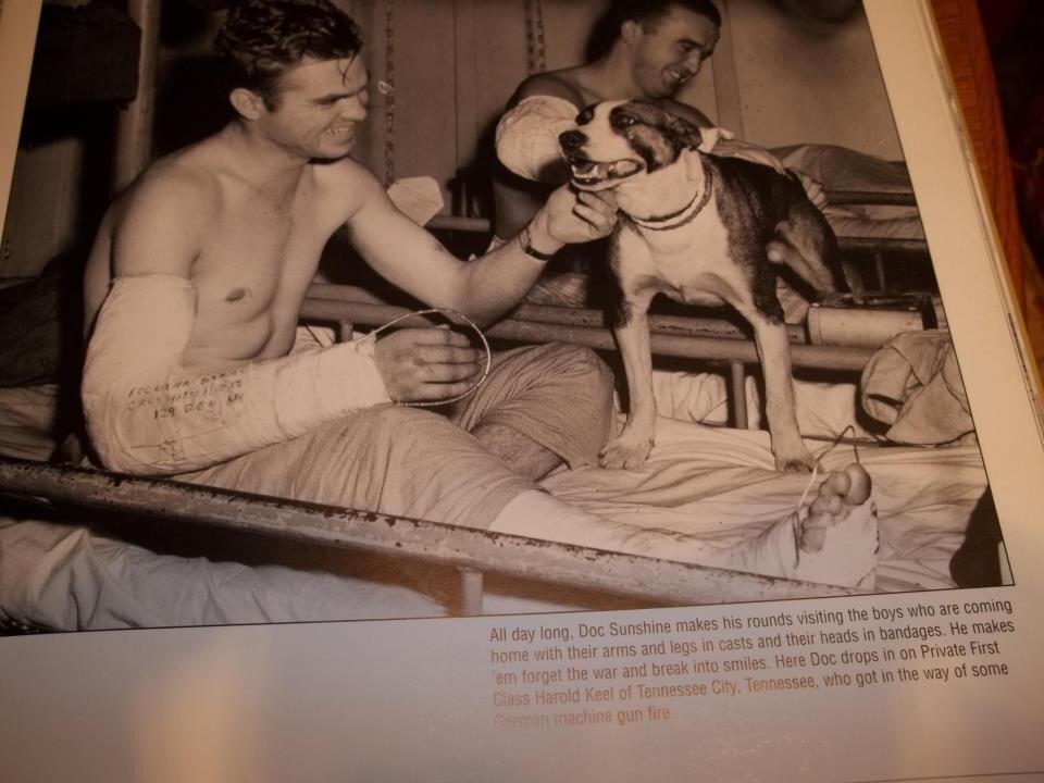 Эта фотография была сделана на борту корабля. Пес приносил домой раненых солдат во время Второй мировой войны. 