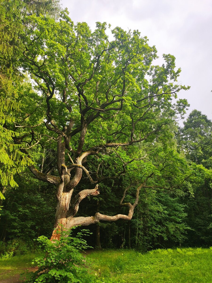 Величественный великан на одной из лужаек парка Сергиевка