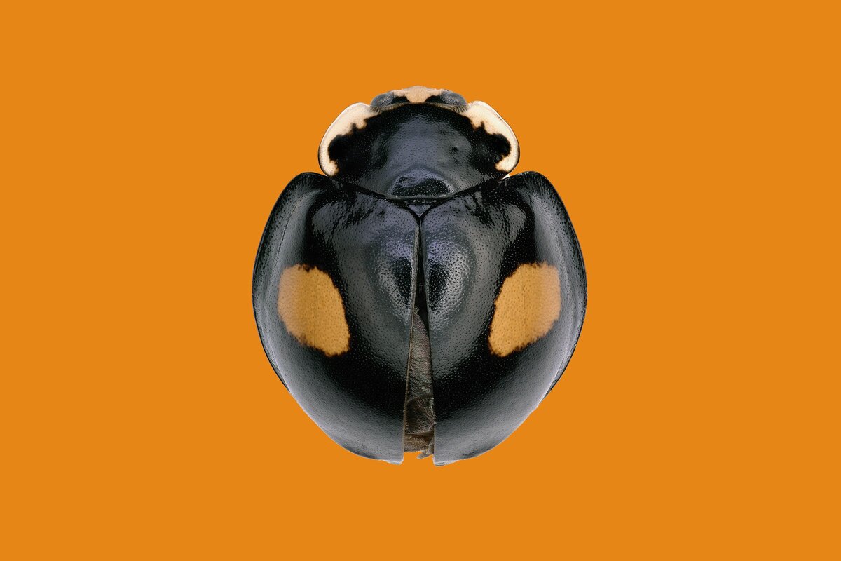 В Лос-Анджелевском музее естественной истории учёные открыли 9 новых видов мух