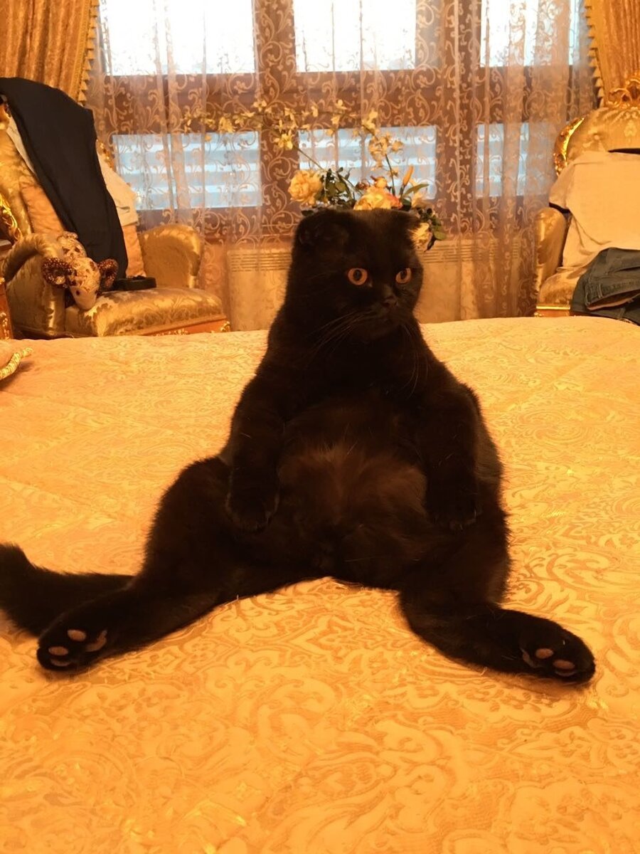 мой Василий Пантелеевич - главный кот