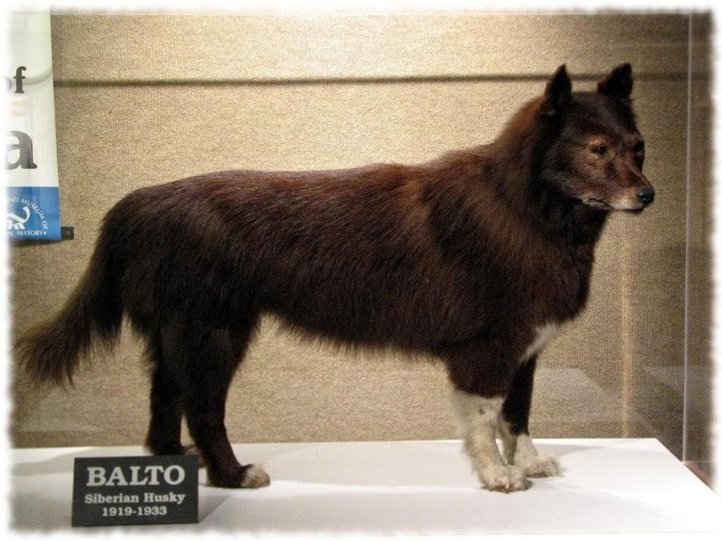 Чучело ездового пса Балто