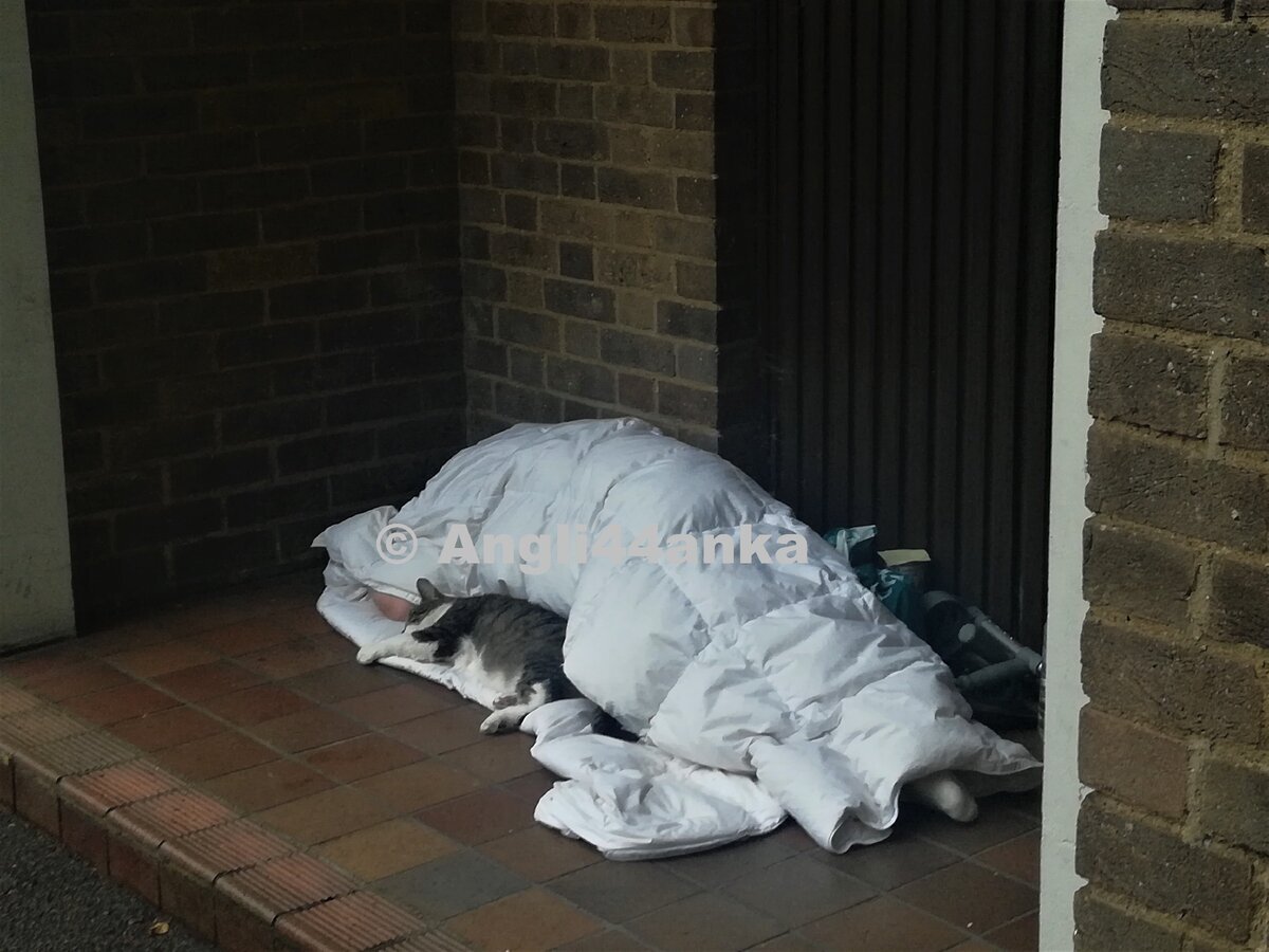 © Бомж у церкви, где я выгуливала собак по утрам