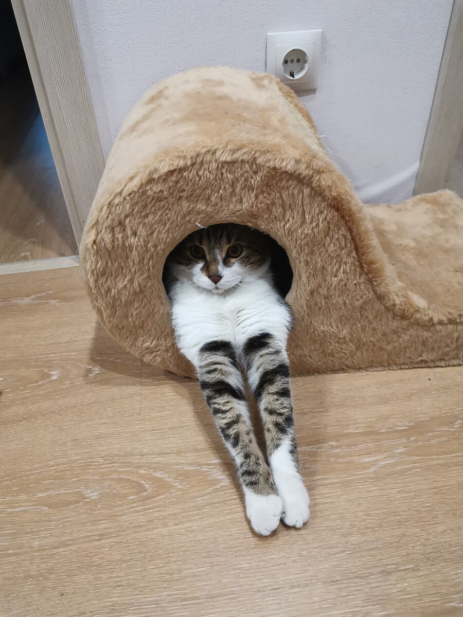 Кошкин дом! 