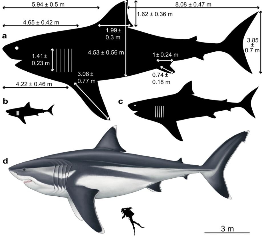 Предложенное ранее изображение мегалодона в сравнении с человеком: a) 16-метровая взрослая особь; b) 3-метровый новорожденный «малек»; c) 8-метровая подростковая особь; d) художественная реконструкция 16-метрового взрослого мегалодона (Источник: thesun.co.uk)