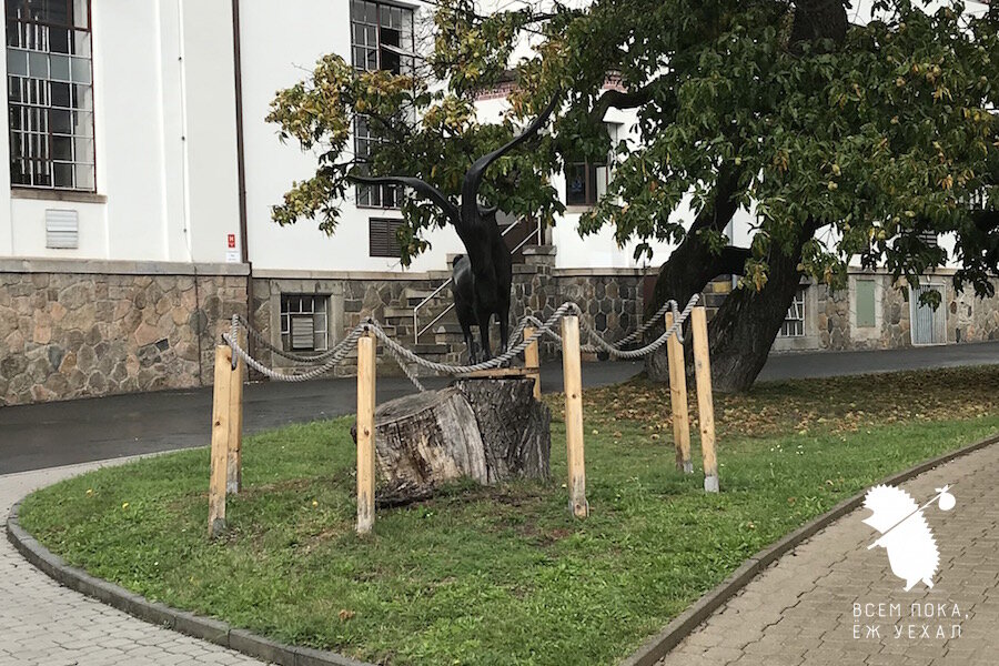 Фото: "Всем пока, ёж уехал"