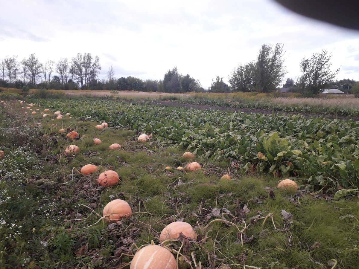 Урожай тыквы