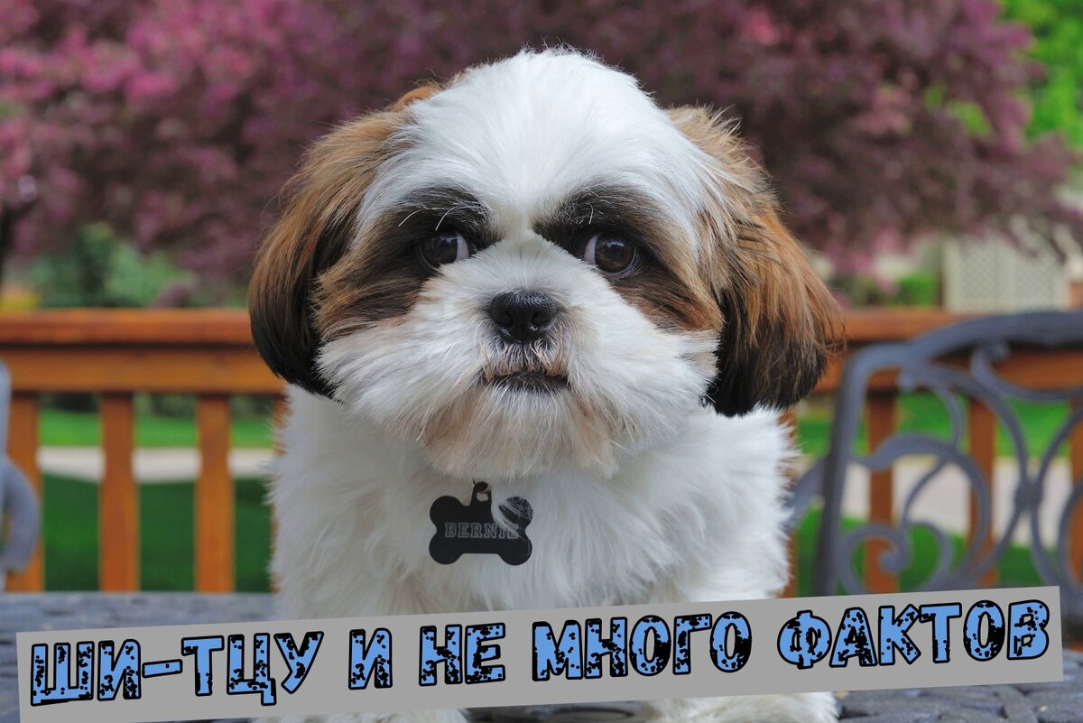 Волк в овечьей шкуре