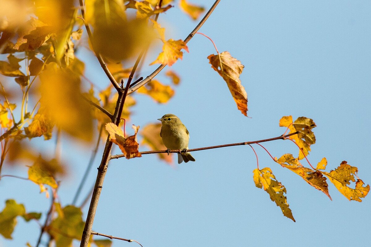 Осень 2020  (фото Славгородский В. https://vk.com/id100273780)