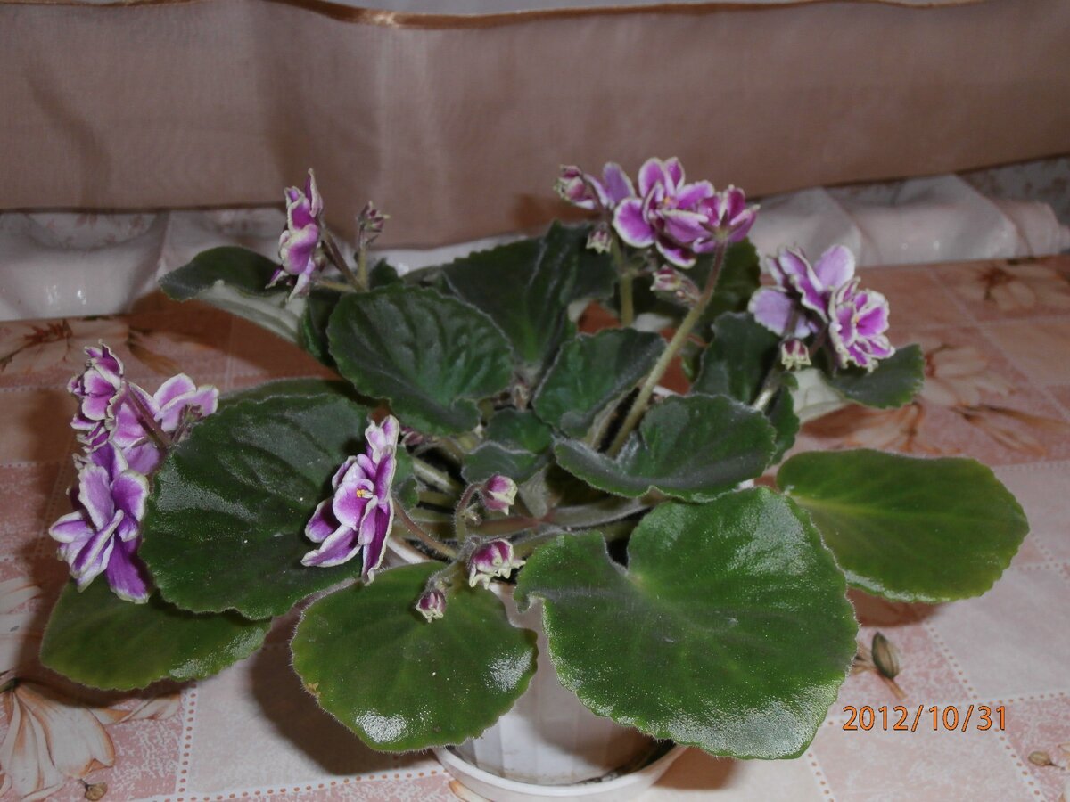 Это мои фиалки, все лето они жили на балконе