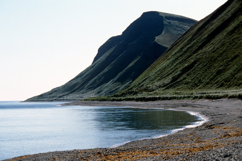 Что спасло русских моряков на острове Беринга? | diletant.media | Дзен