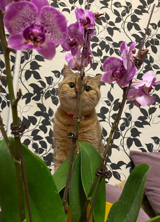 Мелисса оценивает визуально