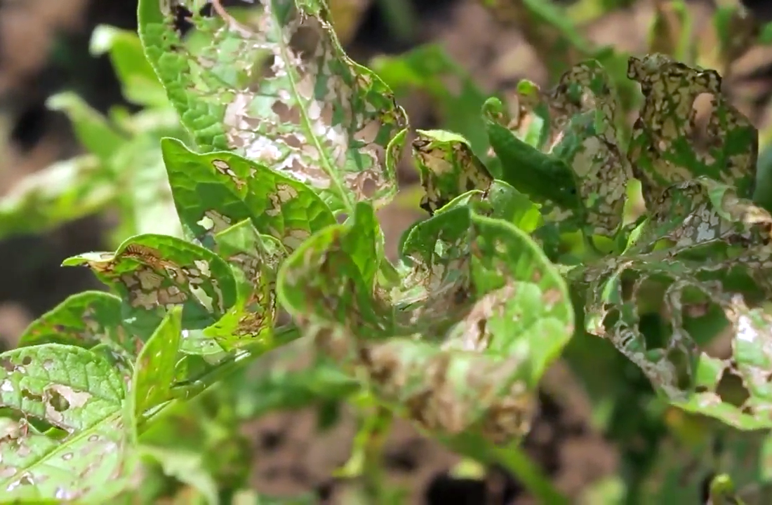 На фото: Урон нанесенный картофельной коровкой