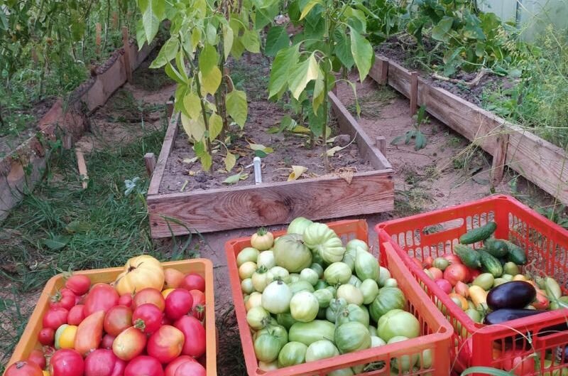 Собрала последний урожай томатов, огурцов и баклажанов в теплице.