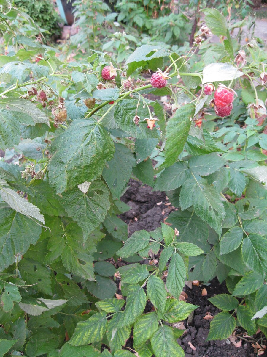 И от морозов ограждение прикрыло малину. И ягоды еще есть.