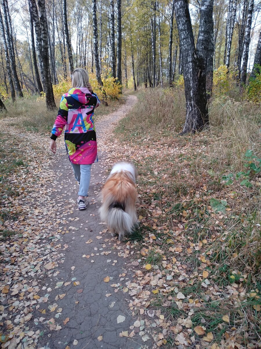 Дочка со своей собакой колли гуляет в берёзовой роще. Личное фото