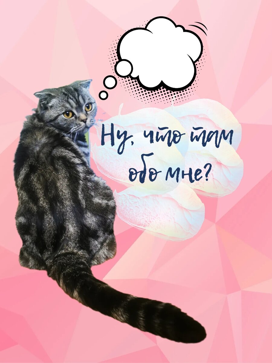 Кошка Симошка