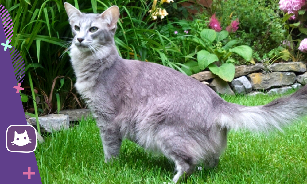 😻Ориентальная длинношерстная кошка - восточная красавица | Нос, хвост,  лапы | Дзен