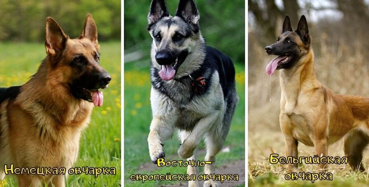 Овчарки разновидности породы фото с названиями