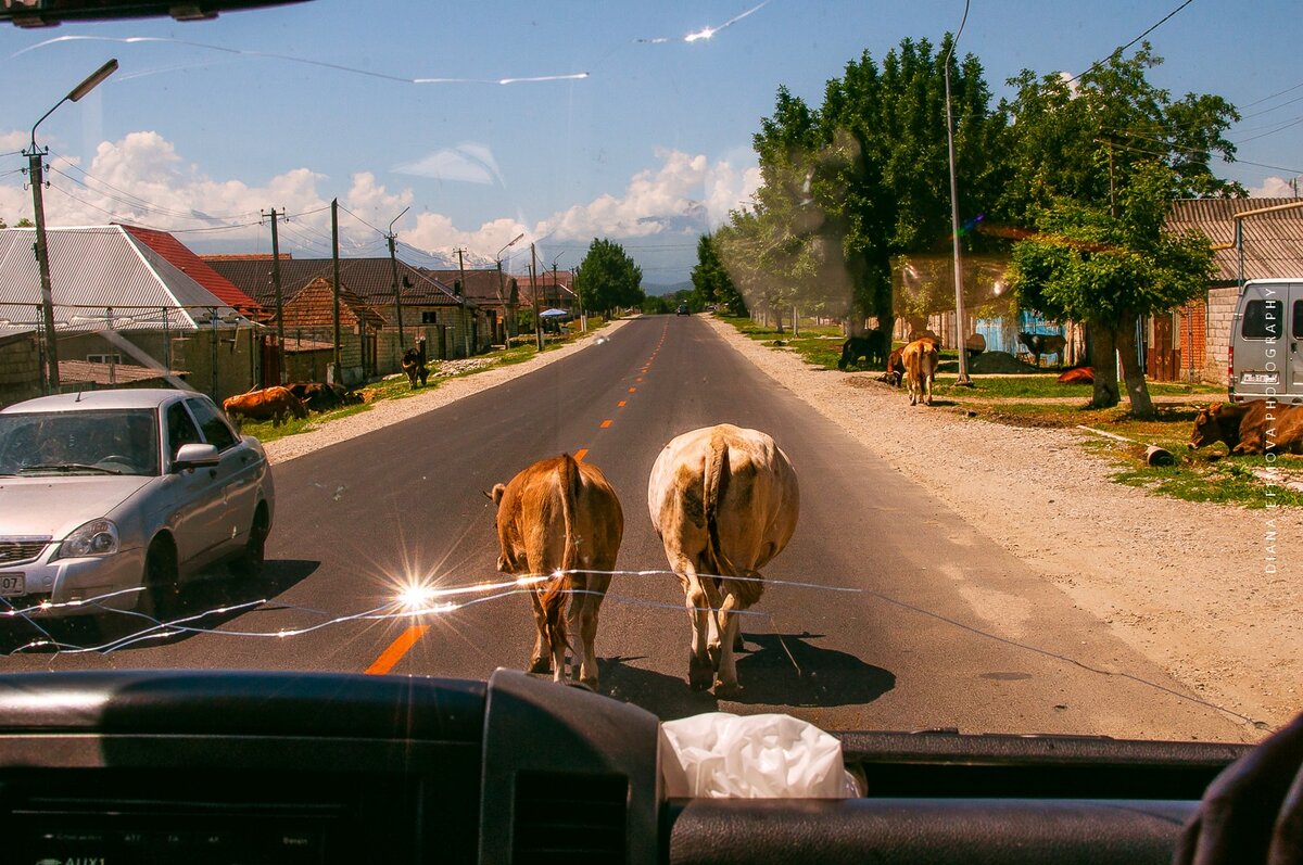 Как я ехала из Калмыкии в Краснодарский край на автобусах | Di_travel | Дзен