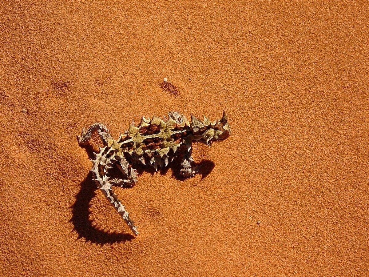 Тернистый это. Молох ящерица. Молох хорридус. Австралийская ящерица Молох. Животные пустыни Молох ящерица.