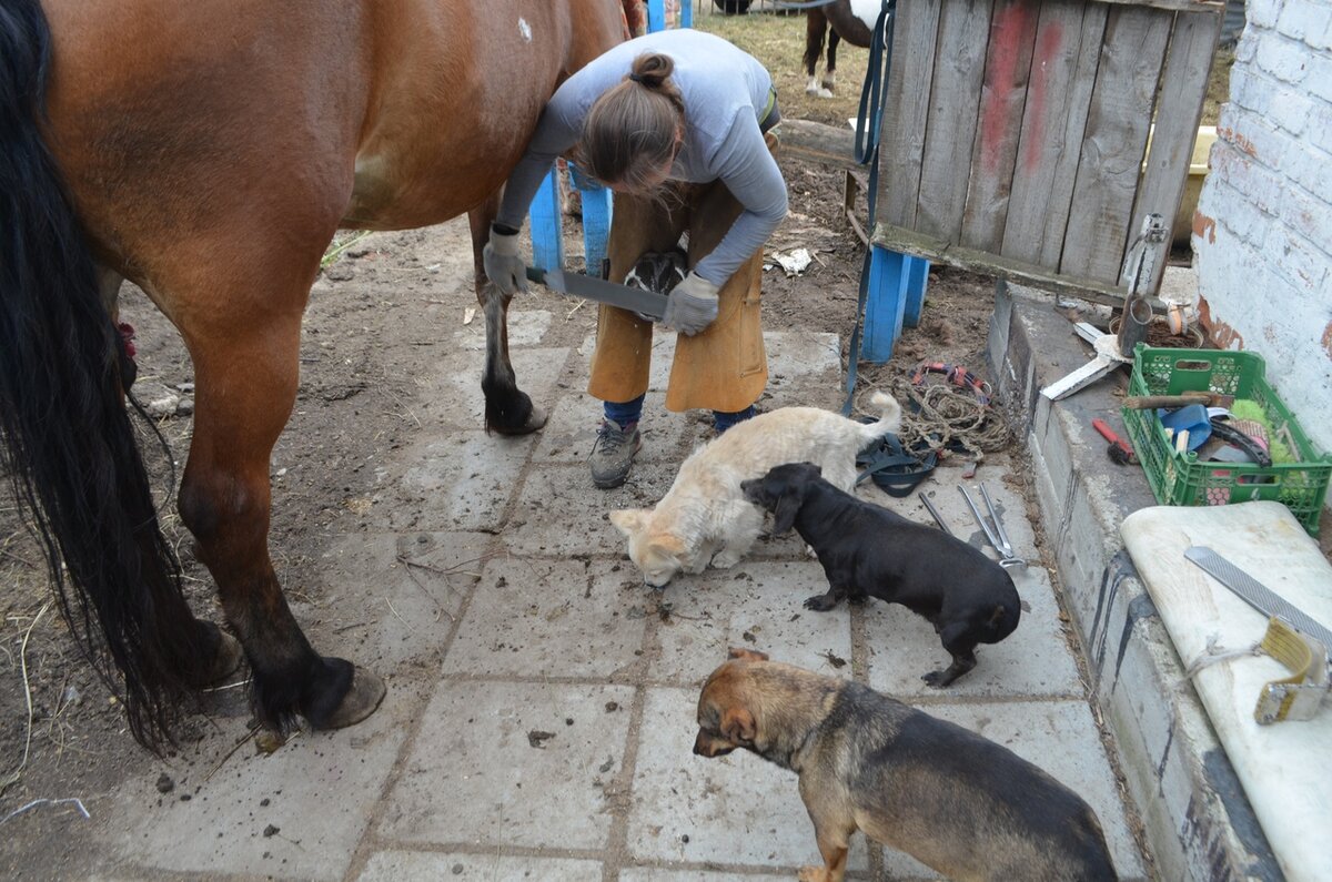 Фото автора. Расчистка лошади.