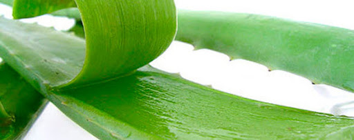 вот так вскрывает и соком алоэ прикладываете к бородавке