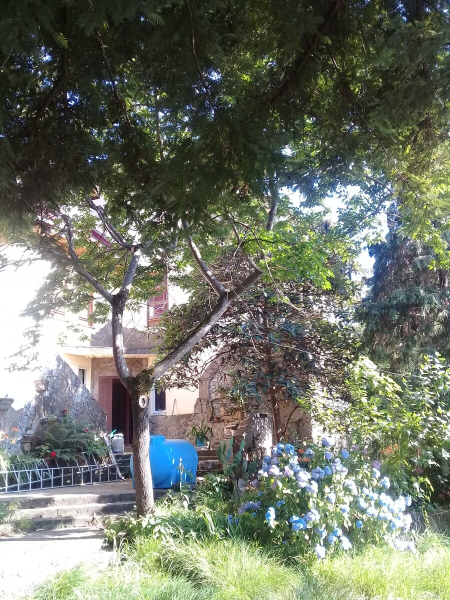 Фото автора. Раскидистое дерево с большой кроной это хурма кавказская.