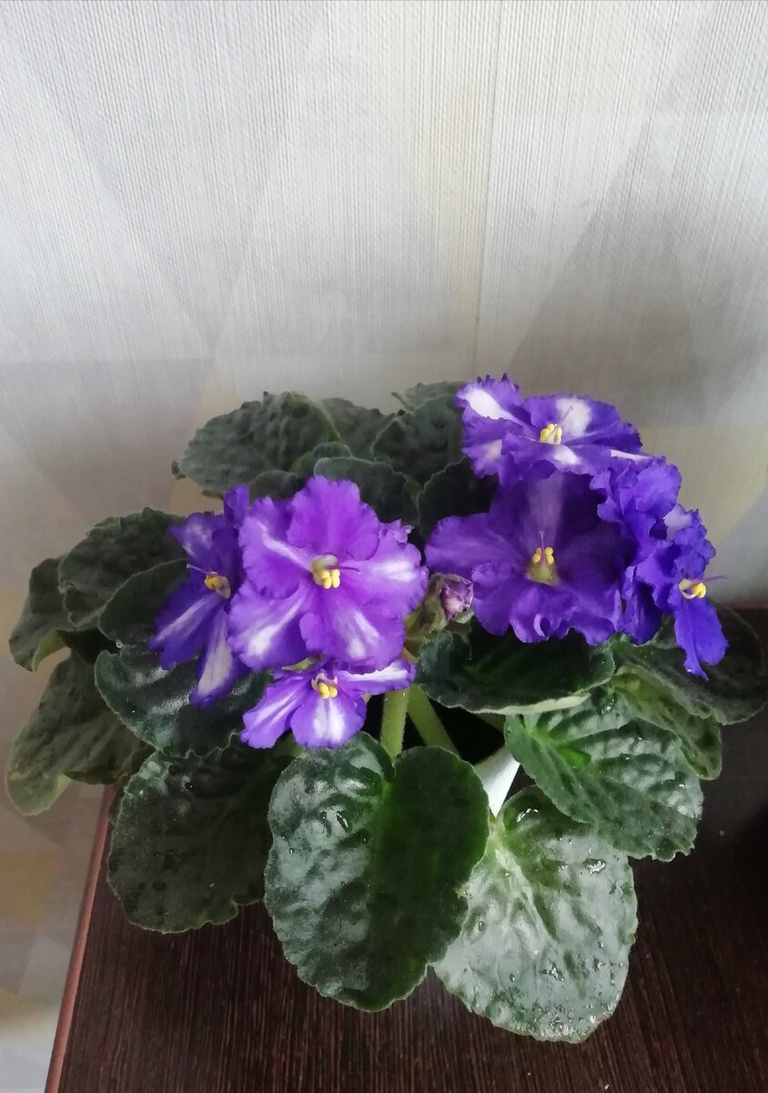 Моя фиалочка после купания