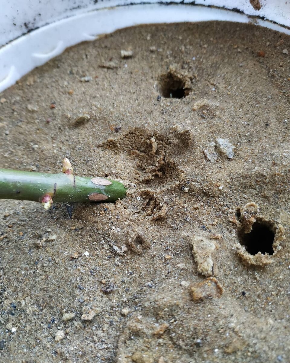 Сажать нужно под углом, иначе ничего не получится (фото автора)