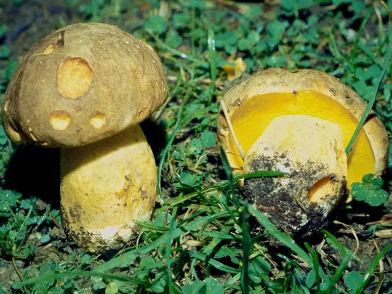 Боровик девичий (boletus appendiculatus). Боровик жёлтый полубелый гриб. Боровик полубелый съедобные. Боровик пластинчатый гриб. Боровик трубчатый.