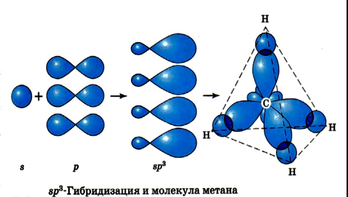 Гибридизация схема биология