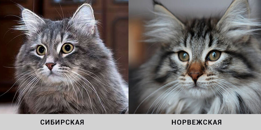 Чем кот отличается от кошки фото