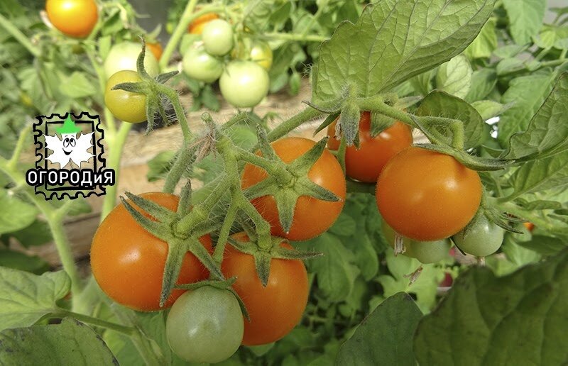 Мы не жаловались на урожай, но он мог быть еще больше