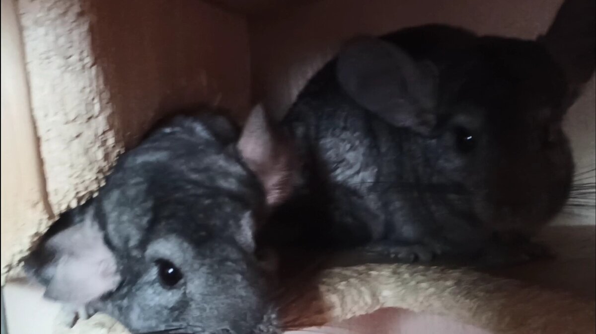 Это уже наши повзрослевшие питомцы.