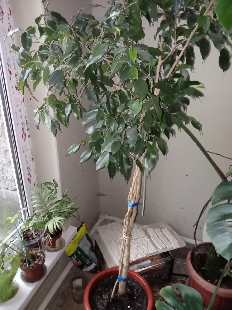 Связанный ствол и сильная обрезка ещё не полностью преобразили дерево, которое я забрала.