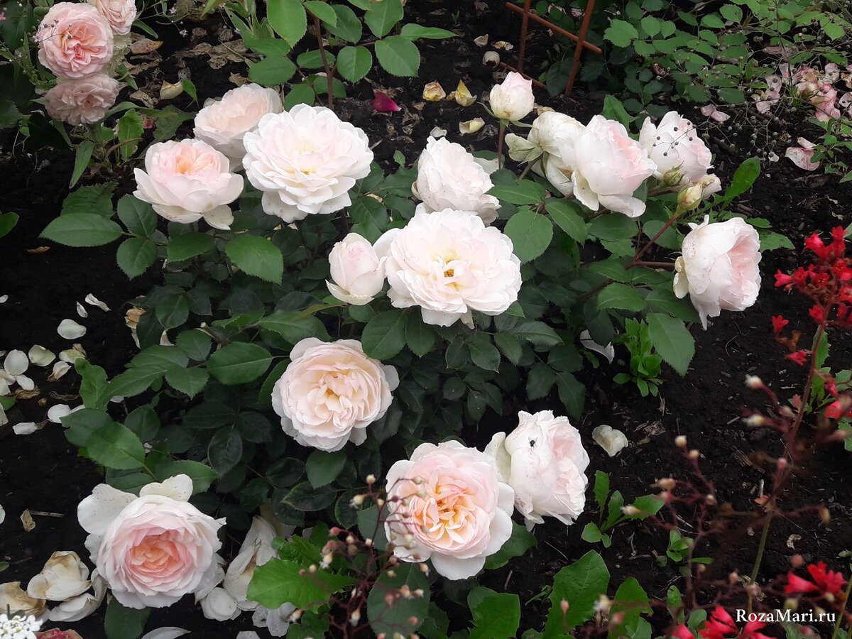 Надежные сорта роз из группы Флорибунда | Розовый сибирский сад | Дзен