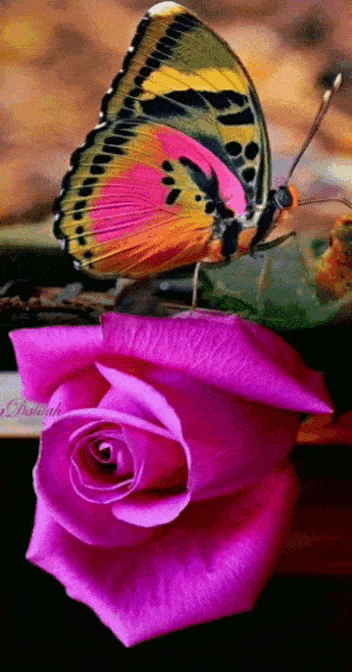 pinterest.com