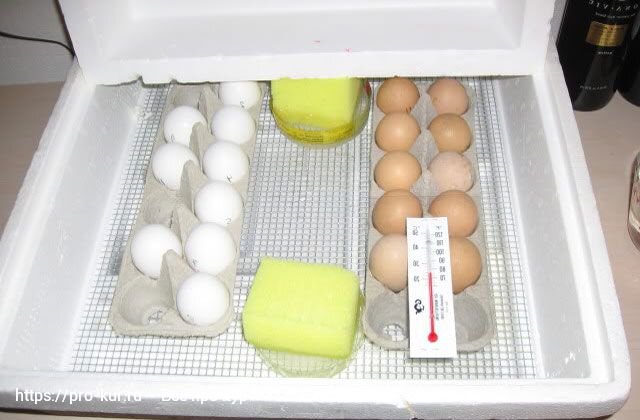 Инкубация индюшиных яиц: советы профессионалов