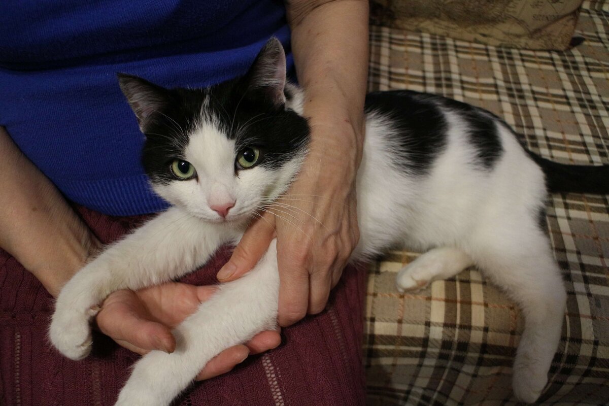 Этого котика-обнимаку мы забрали из коллектора с прокушенным горлом