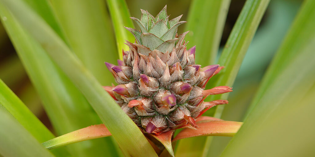 Плод созревающего ананаса