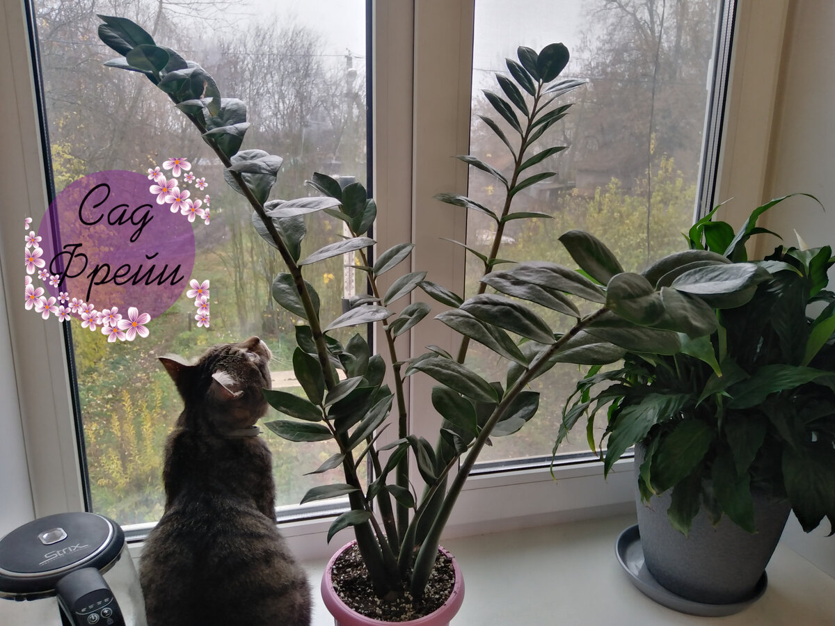 Одно из немногих декоративно-лиственных растений, обитающих в моём доме