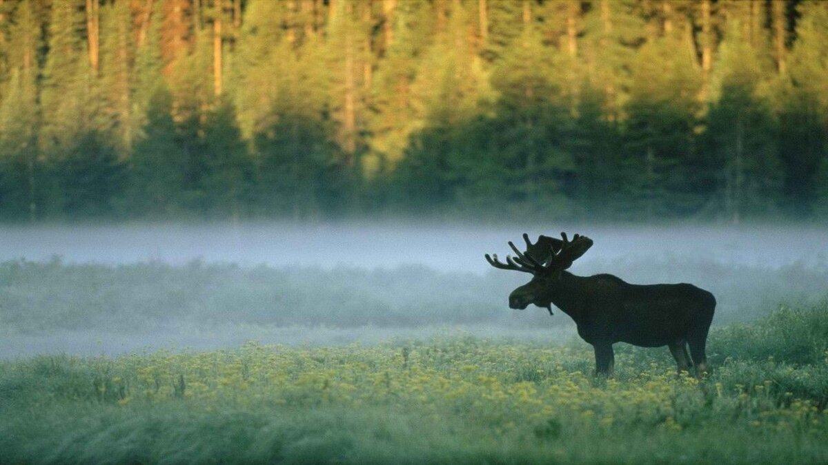 Проезжая мимо Беловежской пущи, можно увидеть и такое. Фото из свободного доступа