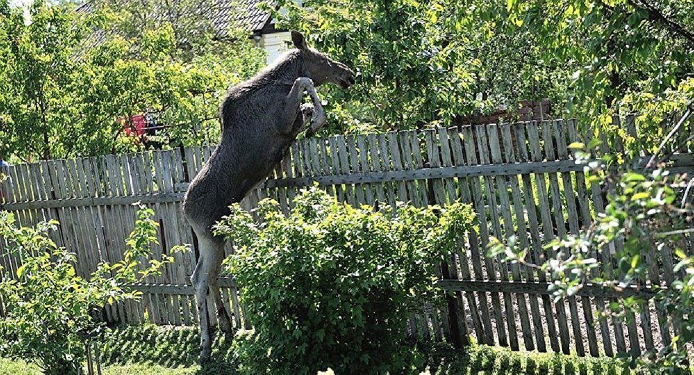 лосиха (фото из интернета)