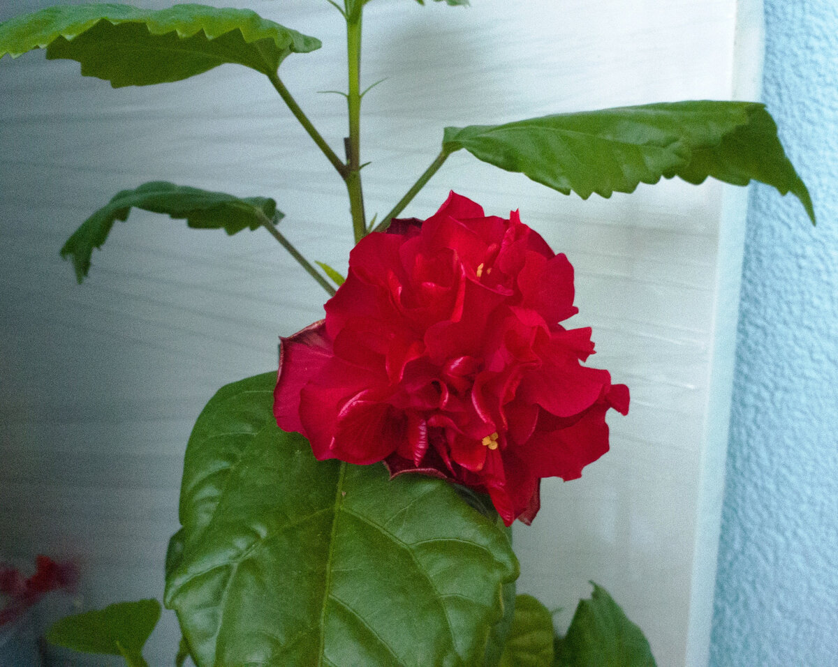 Первый цветок гибискуса в начале июня