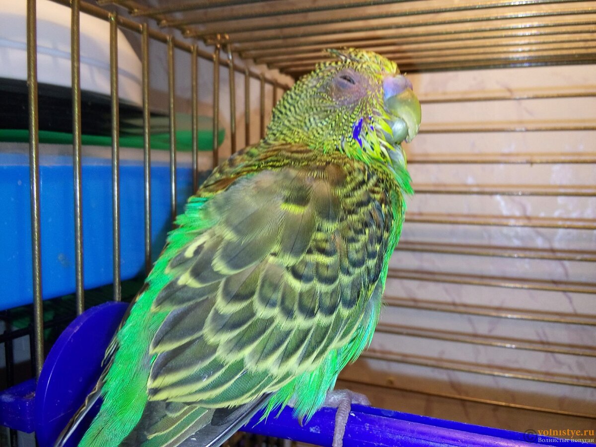 Чет я не в себе...