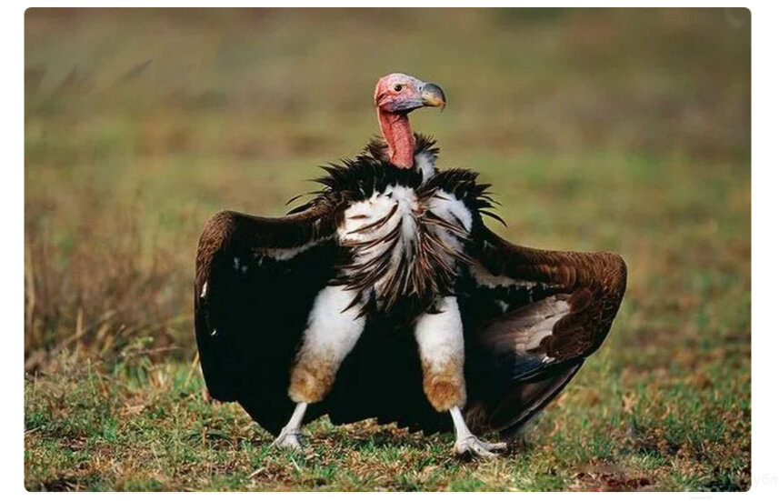 Из свободного доступа