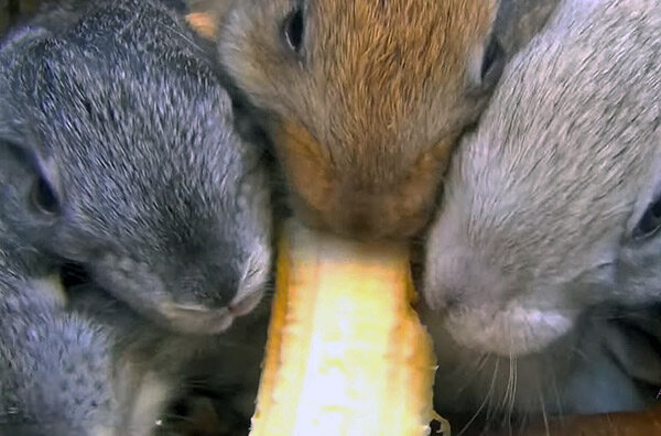 кролик ест банан. что едят кролики. кролик ест банан. кроликам можно давать бананы. можно кроликам бананы.
